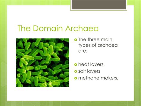 Archaea Structure Characteristics Domain Sciencing