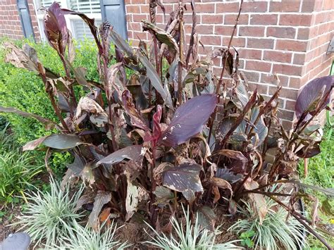 Dealing with Canna Leaf Rollers ~ Garden Down South