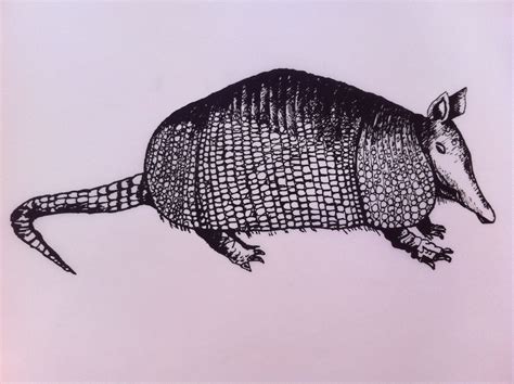 Armadillo Drawing Realistic - Drawing.rjuuc.edu.np