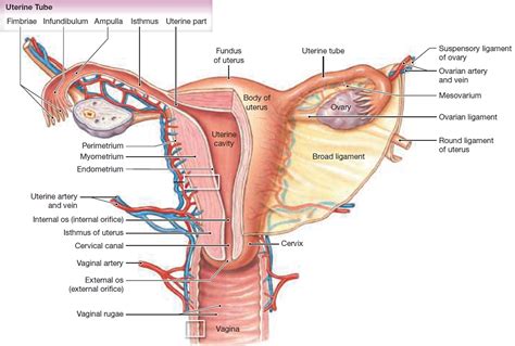 Uterus - Anatomy,Function, Inverted, Tipped & Transplantation