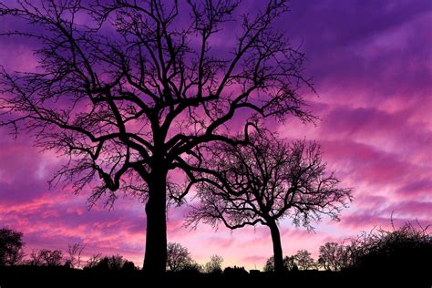 Trees Landscape Sunset Free Stock Photo - Public Domain Pictures