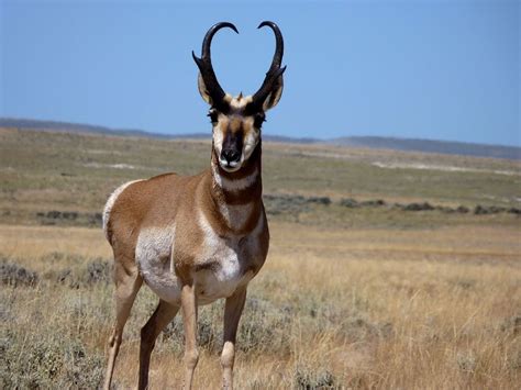 pronghorn antelope | North american animals, Antelope hunting, Animals wild