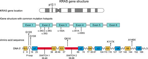 KRAS gene and mutational hotspots | Download Scientific Diagram