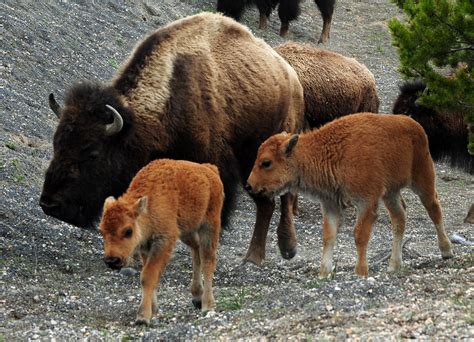 Government agencies to cull up to 900 Yellowstone bison - CBS News