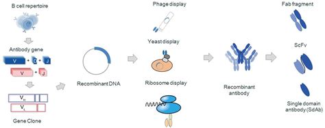 Gene Cloning - Creative Biolabs