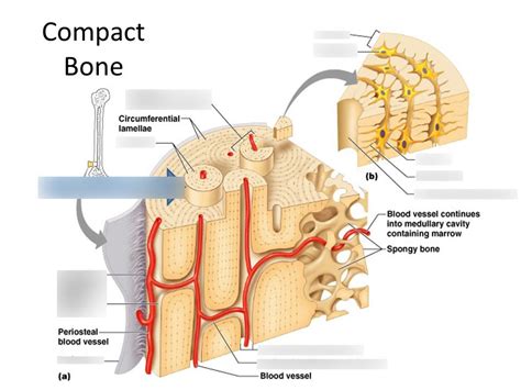 Compact Bone Diagram | Quizlet