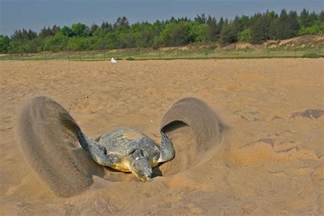 Olive Ridley Sea Turtle foraging patterns and habitat characteristics ...