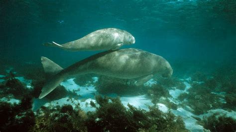 Manatee relative, 700 new species now facing extinction | FOX 7 Austin