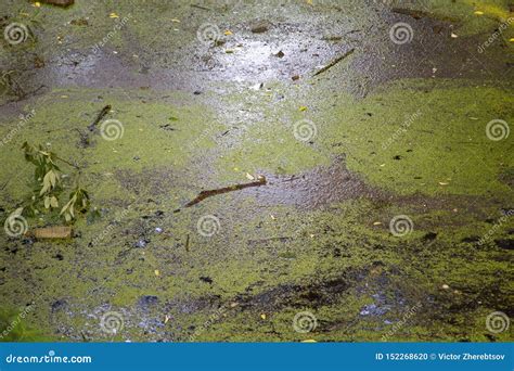 View of the Water Surface of the Swamp with Green Mud. Stock Photo ...