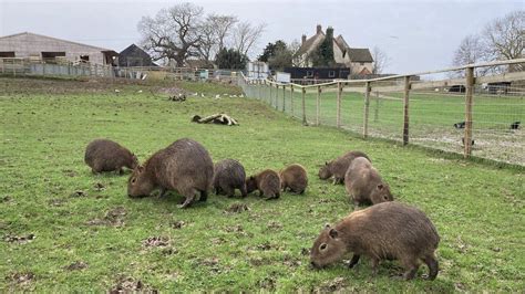 Jimmy's Farm: Tree falls on to capybara enclosure - BBC News