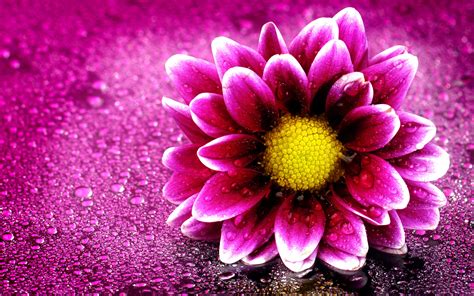 15 Outstanding pink flower desktop wallpaper hd You Can Get It Free Of ...