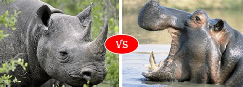 Rhino vs Hippo fight comparison, who will win?