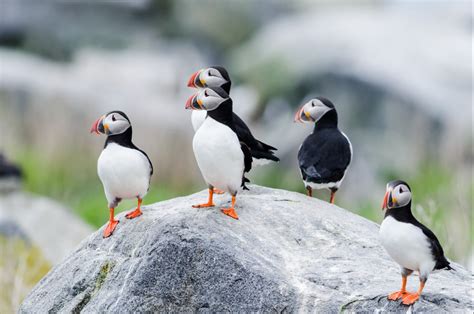 Where to See Puffins in Maine: Your Guide to the Best Places - Grey ...