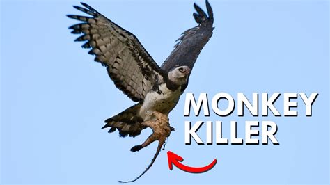 Harpy Eagles Snatch Monkeys Right Out Of The Trees - YouTube