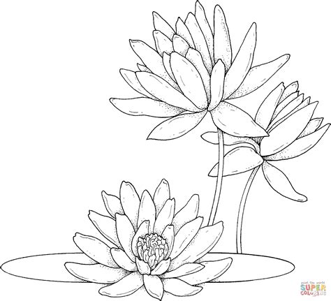 Water lilies coloring page | Free Printable Coloring Pages