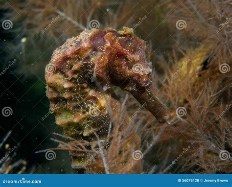 Jayakar s seahorse stock photo. Image of world, gulf - 56075120