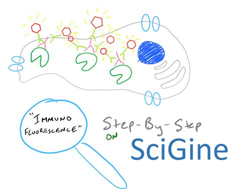 Immunofluorescence Microscopy Protocol and Method Guide - SciGine