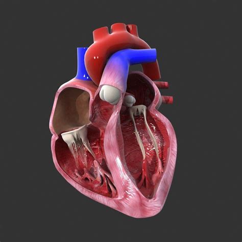 Animated Heart 3d Model Free Download - Videohive , After Effects,Pro ...