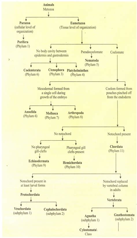 Animal Classification Kingdom Phylum Chart