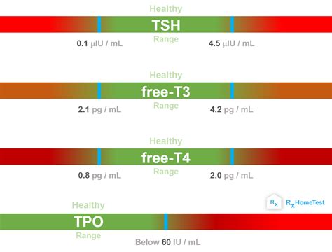 Thyroid Hormone Flow Chart | SexiezPix Web Porn