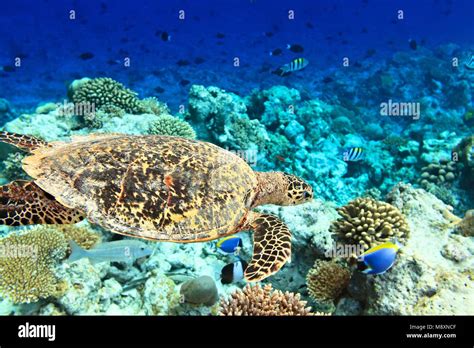 Sea turtle is on an ocean bed Stock Photo - Alamy