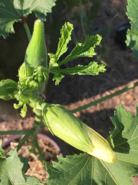 Growing Okra Plants ~ How to Grow Lots! - Rural Living Today