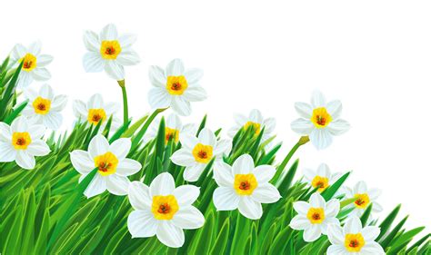 Free Daffodil Border Cliparts, Download Free Daffodil Border Cliparts ...