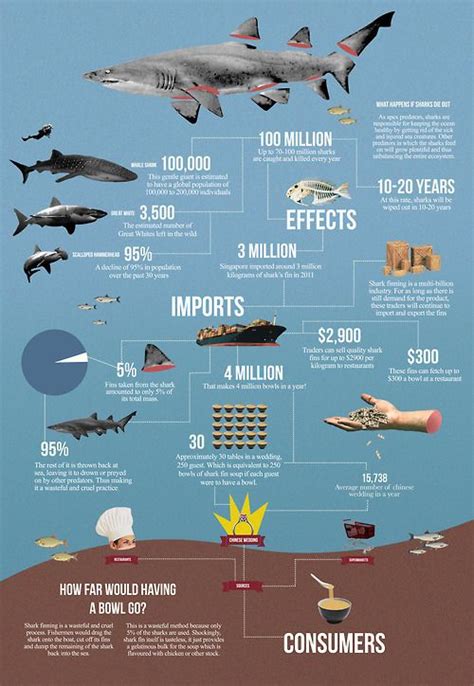 83 best images about Sharks facts on Pinterest | Great white shark ...