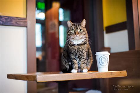 Cat Cafes In Seattle