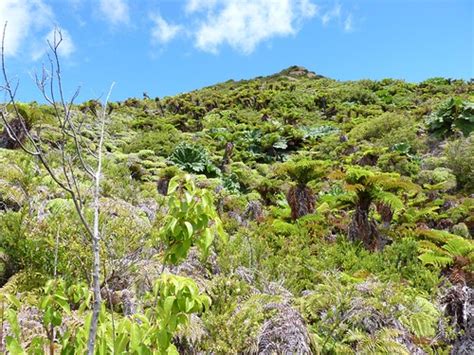 Dicksoniaceae - Dicksonia externa C. Chr. & Skottsb. | Flickr