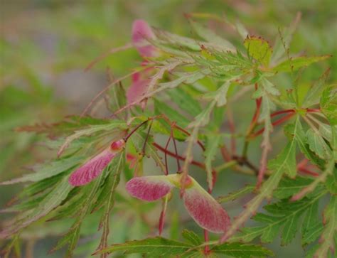 Japanese Maple Seeds - Mendocino Maples Nursery