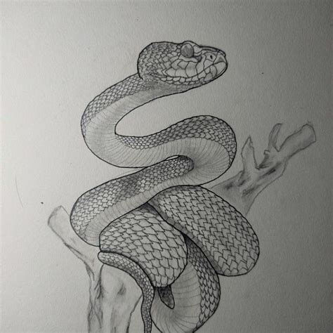 This is by far the trickiest drawing I've ever made Pit Viper, Snake ...