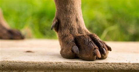 Dog Dew Claw Injury: Prevention and Treatment – Caring Canine ...