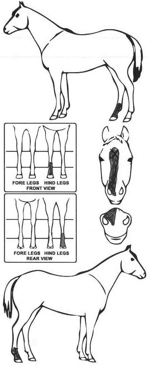 iCompete - Animal Details