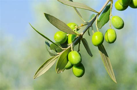 Can Olive Trees Grow In Zone 7: Types Of Cold Hardy Olive Trees | Olive ...