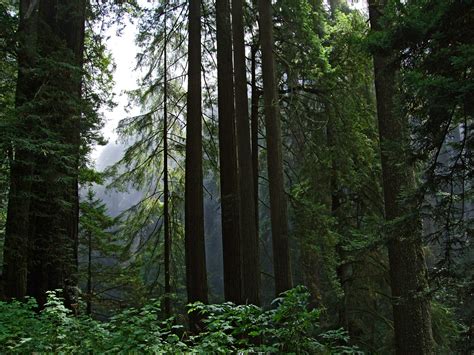 Del Norte Coast Redwoods State Park, North California