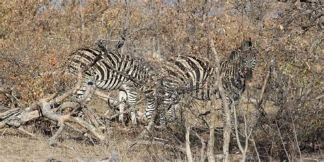 Animal Camouflage: The 8 Best African Masters Of Disguise ️