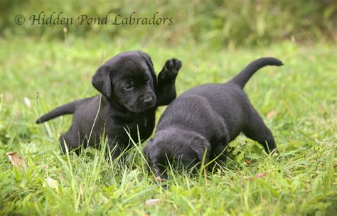 How To Play With Labrador Puppy