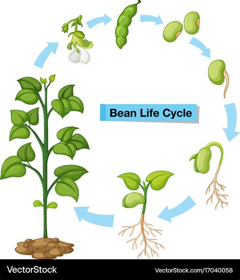 Free Printable Life Cycle Of A Bean Plant