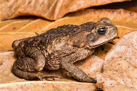 Smithsonian Insider – Two invasive species have Hawaiian reunion after ...