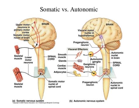 Somatic and Autonomic Nervous System