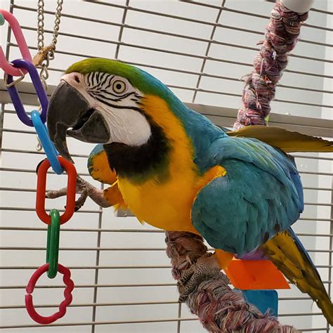 blue and gold macaw - DENIMIX ANIPETS PARADISE