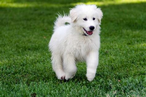 Guide to Great Pyrenees Puppies | LoveToKnow