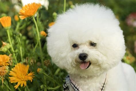 Bichon Frise Information - Dog Breeds at thepetowners