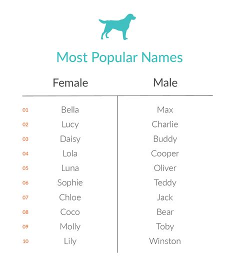 What Are the Most Common Pet Names? - Nom Nom