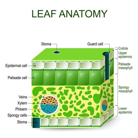 Leaf Anatomy. Vector Diagram. Stock Vector - Illustration of palisade ...