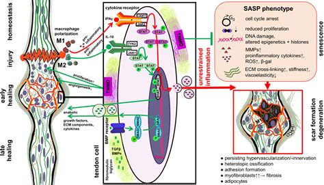 Tendon healing: a concise review on cellular and molecular mechanisms ...