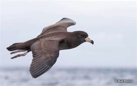 Flesh-footed Shearwater (Ardenna carneipes) - Peru Aves