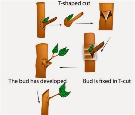 IMA'S AGRO IDEAS: PLANT PROPAGATION