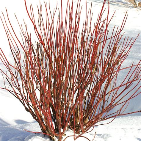 Arctic Fire™ Red Twig Dogwood | NWA Plants Inc